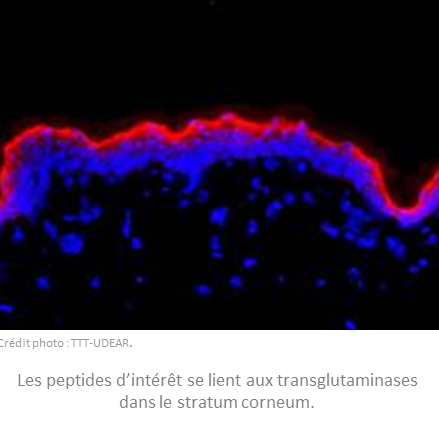 Crédit photo : TTT-UDEAr. Les peptides d'intérêt se lient aux transglutaminases dans le stratum corneum.