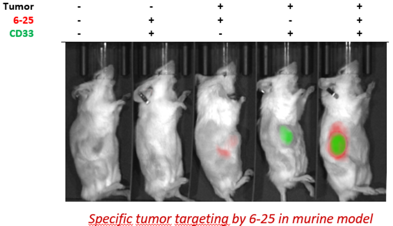 Picture of visual specific tumor targeting by 6-25 in murine model
