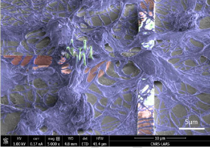 Vue microscopique