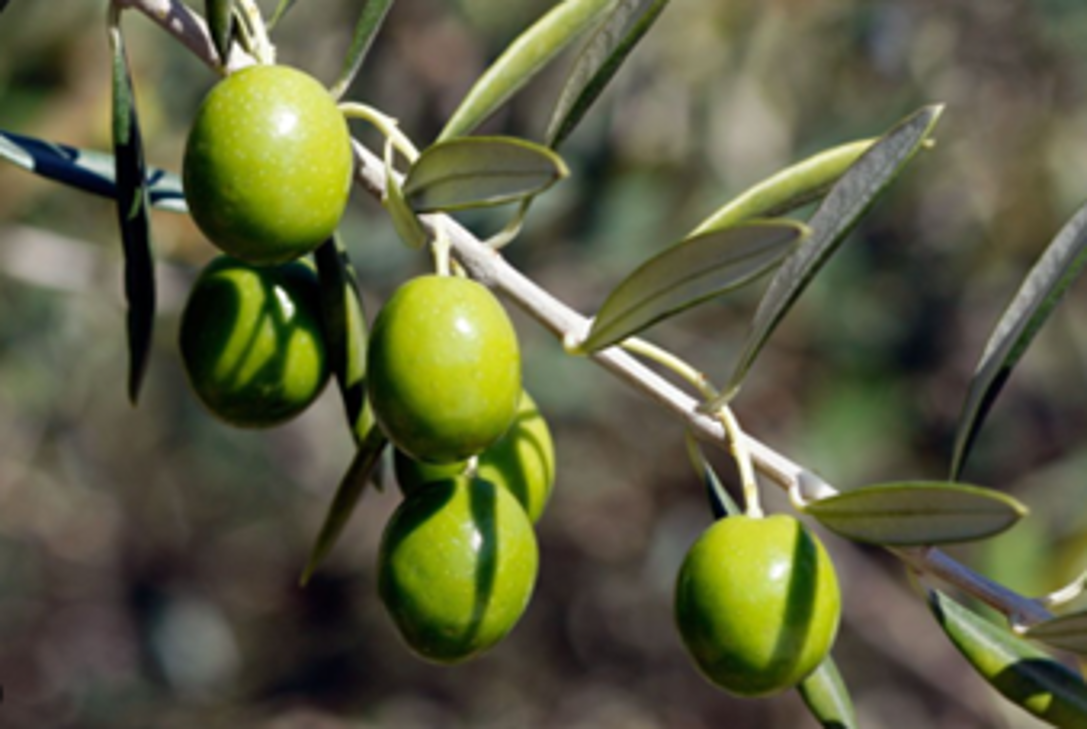 Visuel branche d'olivier